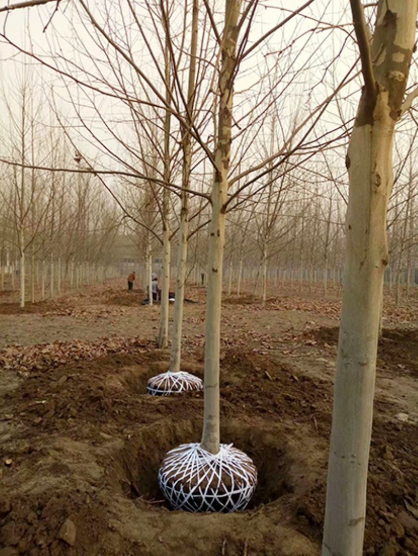 點擊查看詳細信息<br>標題：法桐 閱讀次數：3266
